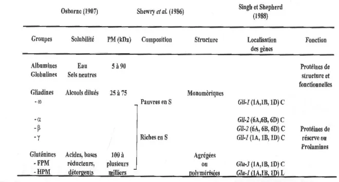 Tableau 1 : Classification des protéines de grain de blé d’après différents auteurs (Osborne, 1907,  Shewry et al., 1987, Singh et Shepherd, 1988) en fonction de différents critères de solubilités, masse 