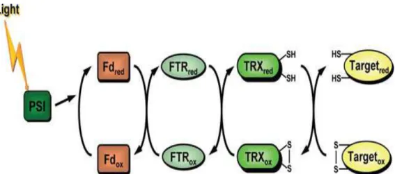 Figure  5 : Schéma représentatif du rôle du système ferrédoxine/thiorédoxine réductase (FTR) dans  l’activation des Trx chloroplastiques, qui à leur tour réduisent les protéines cibles