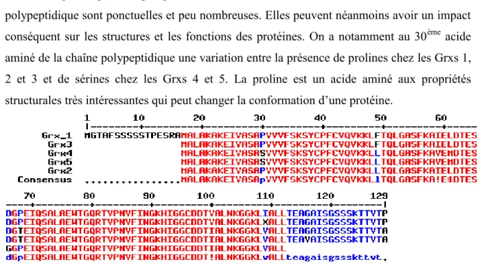 Figure  16 : Alignement des Grxs isolées par screnning EST. Les Grxs 2, 3, 4 et 5 ont été alignées  avec la Grx 1 utilisée comme séquence de référence