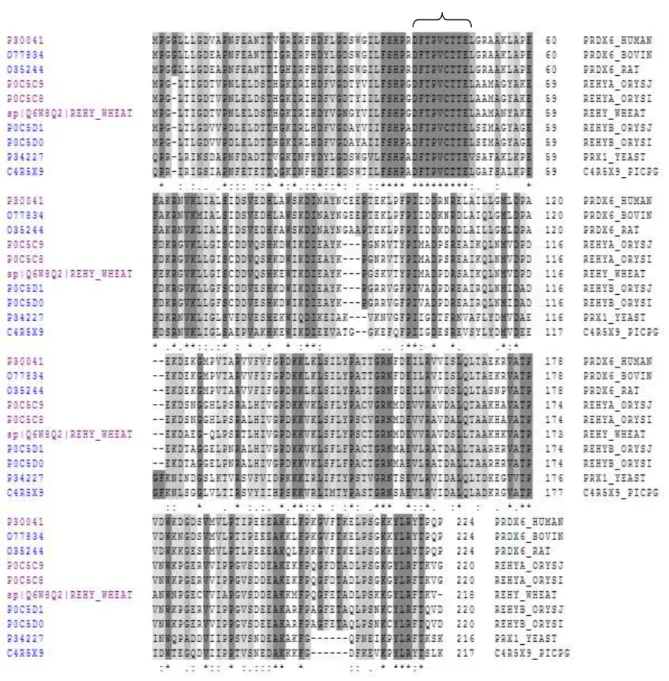Figure  23 : Alignement  multiples de 1-Cys-Prx de différentes espèces. La séquence de la protéine de  blé TaPer1 a été alignée avec la 1-Cys-Prx de différentes sources disponibles dans des bases de 