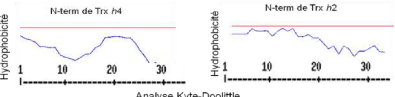 Figure  14 : Analyse de l’hydrophobicité des extrémités N-terminales de la Trx h2 et h4 (Kyte et Doolittle,  1982)