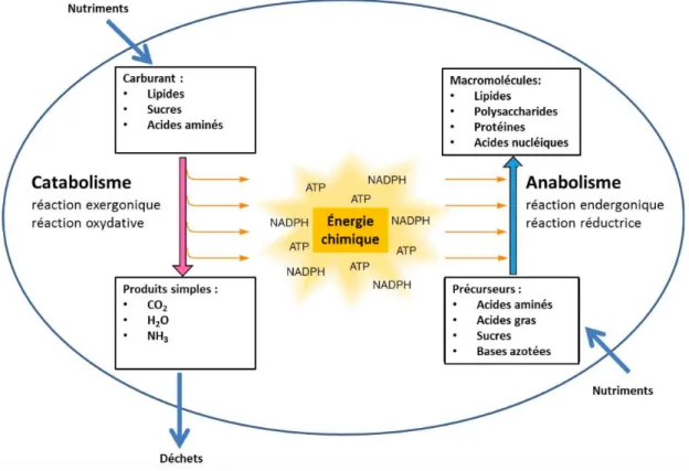 Fig. 1: Composantes du métabolisme et substrats énergétiques (adaptée de (1)). 