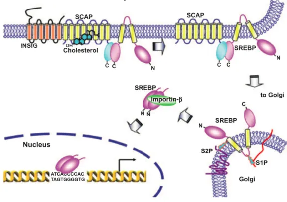 Fig. 5: Processus de maturation du facteur de transcription SREBP (57). 