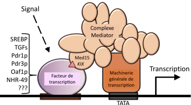 Fig. 8: Contrôle transcriptionnel par le cofacteur nucléaire Med15 (adaptée de (151))