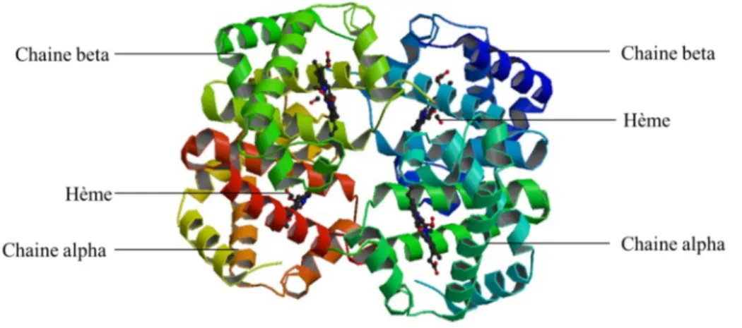 Figure 24 : Conformation spatiale de l'hémoglobine bovine à pH 7,2   Source : RCSB PDB