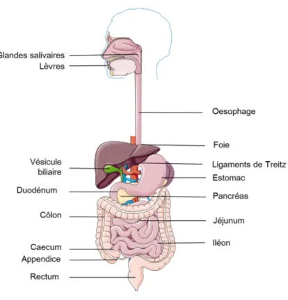 Figure 1 : L'appareil digestif humain   Image modifiée d’après Servier Medical Art 