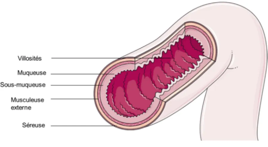 Figure 2 : Anatomie de la muqueuse intestinale   Image modifiée d’après Servier Medical Art 