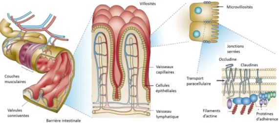 Figure 3 : Les différents niveaux d'organisation de la barrière intestinale   Image modifiée d’après Viswanathan et al., 2008 