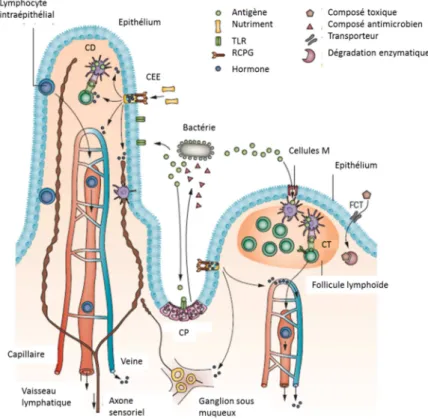 Figure 4 : La barrière intestinale à l'interface entre lumière intestinale et milieu intérieur