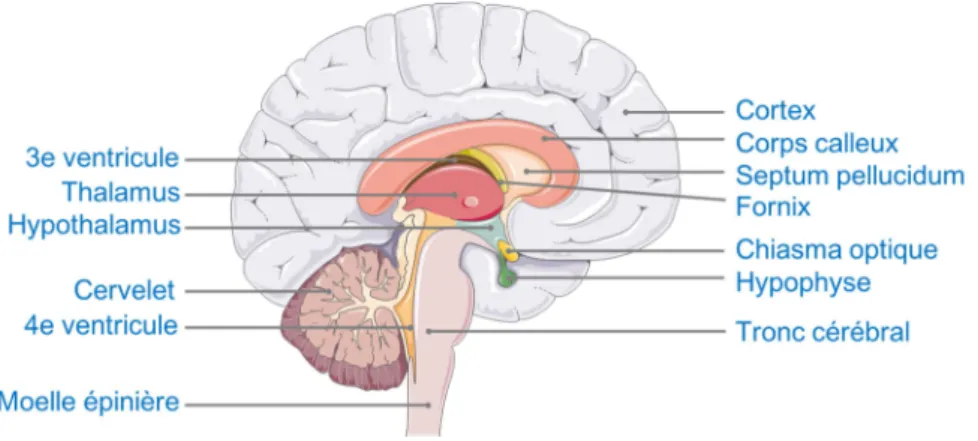 Figure 8 : Schéma des structures cérébrales du système nerveux central   Image : Servier Medical Art 