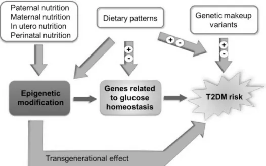 Figure 1.3 Schéma du rôle de la nutrition, des facteurs génétique et épigénétique, dans le  développement du DBT2 (tirée de [95]) 