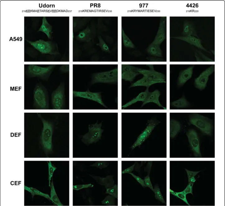 Figure 1 Subcellular localization of NS1 in infected cells. Human A549 alveolar epithelial cells, mouse embryonic fibroblasts (MEF), duck embryonic fibroblasts (DEF) and chicken embryonic fibroblasts (CEF) were infected at a MOI = 3 with different strains 
