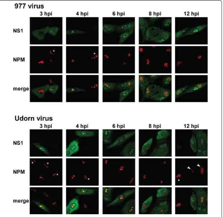 Figure 3 Time course analysis of NS1 and NPM staining in DEF infected with the 977 or the Udorn virus