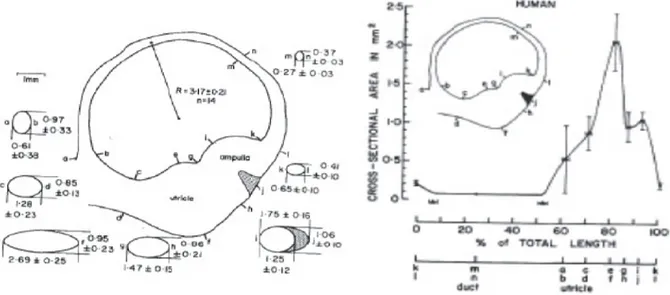 Figure 5: Horizontal Canal Geometry (Curthoys and Oman, 1987)