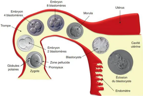 Figure 5: Segmentation et migration de l'embryon dans la trompe et éclosion dans la  cavité utérine.(7)