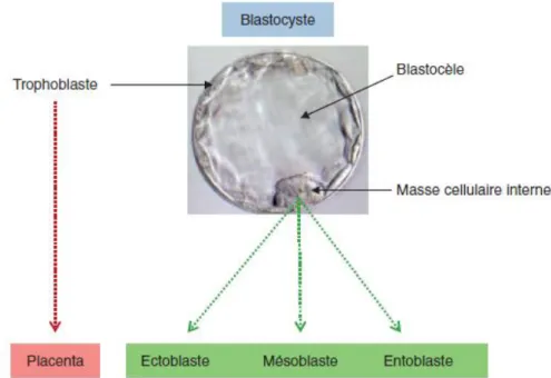 Figure 6: Le blastocyste et ses dérivés(7) 