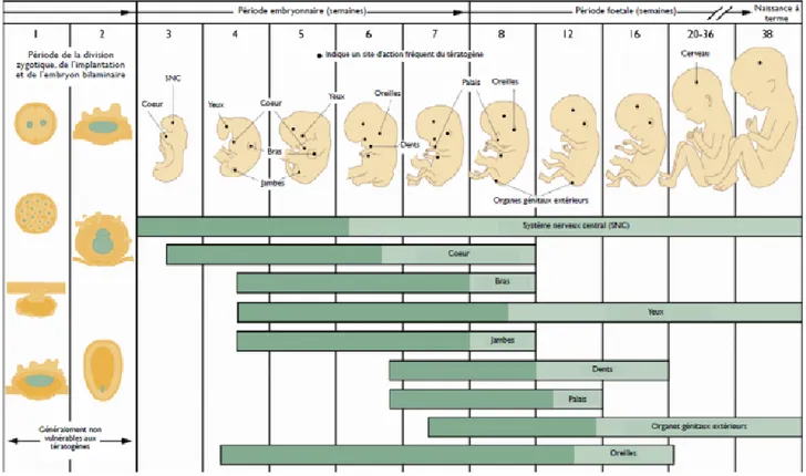 Figure 9: Périodes sensibles du développement embryonnaire et fœtale(27) 