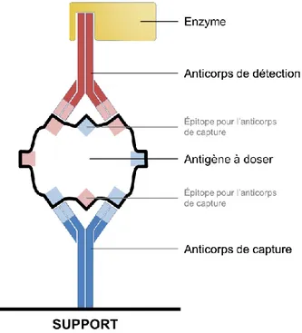 Figure 1.22 Représentation du test DAS ELISA pour la détermination de la teneur d'un antigène dans un  échantillon