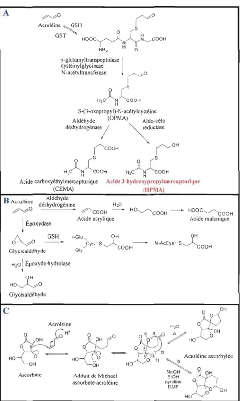 Figure  1.3:  Métabolisme  de  l'acroléine.  A)  Voie  principale  d'élimination  de  l'acroléine  via  sa  conjugaison  avec  le  GSH