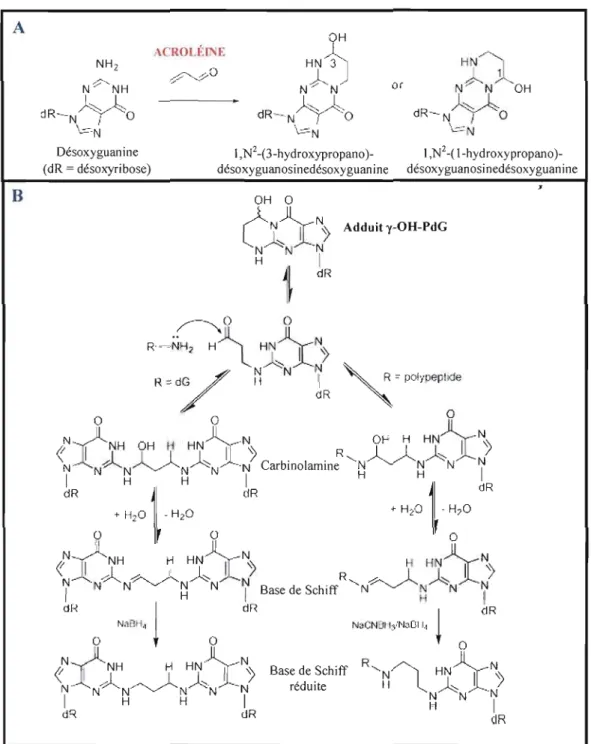 Figure  1.4 :  Formation des adduits d'acroléine au niveau de  l'ADN. 