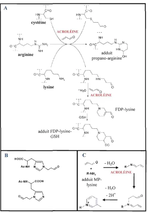 Figure 1.5 : Réactions de l'acroléine avec  les acides aminés des  protéines. 
