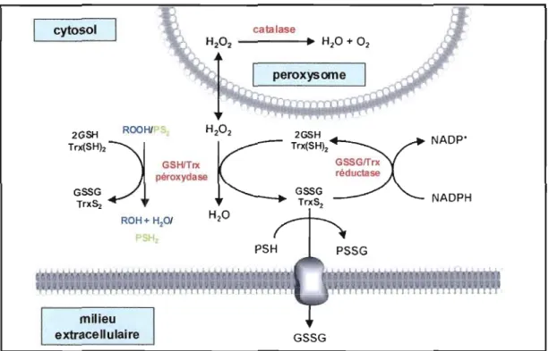 Figure 1.6 : Le cycle d'oxydoréduction du GSH et de la Trx. Le GSH et la Trx jouent un  rôle  dans  la  détoxication  du  peroxyde  d'hydrogène,  des  peroxydes  lipidiques  (ROOH),  des  protéines oxydées  (PS 2)  et des  substances électrophiles en  rédu