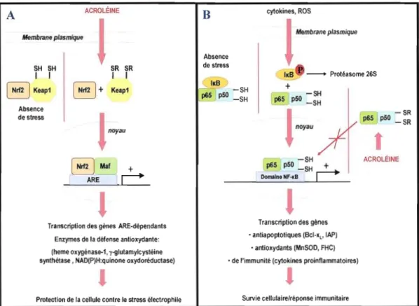 Figure 1.7 : Modulation de la signalisation d'oxydoréduction  par l'acroléine. 