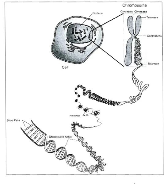 Figure  1.1  Représentation  d'une cellule ', 