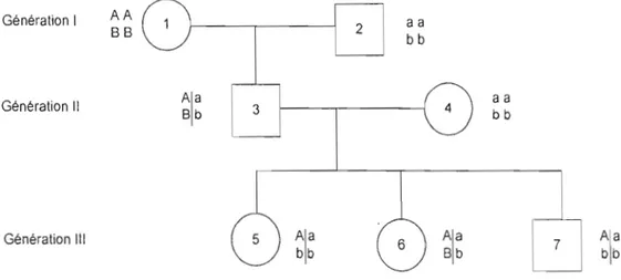 Figure  1.3  Famille artificielle ayant 2 génotypes  à  deux  loci. 
