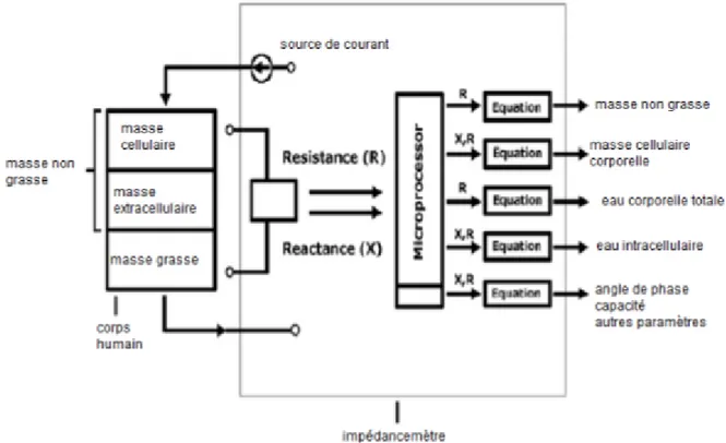 Figure 6 : Schéma du corps et de l'impédancemètre (10)