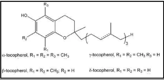 Fig. 1.2  Forms of tocopherol determined by the number of methyl groups  on the chromanol ring  