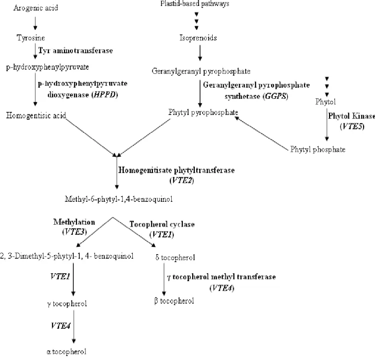 Fig. 3.1.  Tocopherol pathway contains four parts: A-synthesis of homogentisic acid (HGA), the common  precursor  to  tocopherol,  which  contributes  to  the  chromanol  head  of  tocopherol  (Norris  et  al