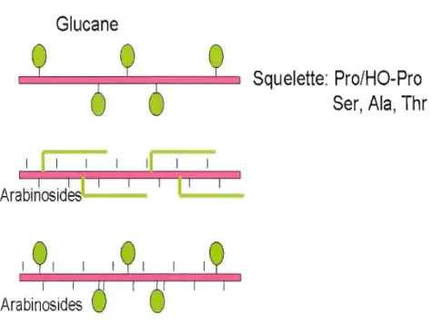 Figure 1  : Les 3  modèles probables de  la  structure des  protéines arabinogalactanes