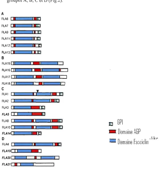 Figure  2:  Représentation  schématique  des  4  groupes  de  la  famille  des  protéines  fasciclin-like  arabinogalactanes chez Arabidopsis thaliana (Johnson  et al
