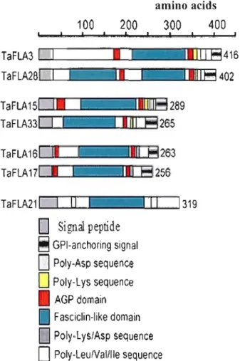 Figure  2:  Representation  and  location  of  various  dornains  and  sequence  stretches  found  in sorne wheat FLA proteins