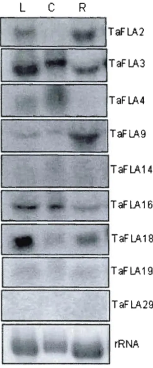 Figure 4:  Expression  of  TaFLA  transcripts  in  leaves  (L),  crown  (C),  and  roots  (R)  of  7-day-old wheat seedlings using RNA gel  blot analysis