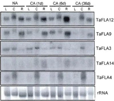 Figure 5:  Expression of  TaFLA  transeri pts  in  leaves  (L),  erown  (C),  and  roots  (R)  of  wheat  seedlings  that  were  eold-aeclimated for  1,6, and  36 days at 4°C as  determined  by RNA gel  blot analysis