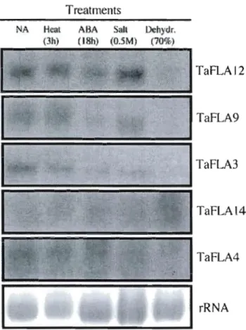 Figure  6:  Effects  of various  treatments  on  the  expression  of  TaFLA  transcripts  in  wheat seedling shoots