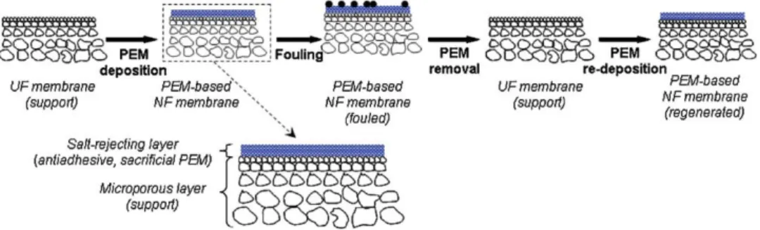 Fig. 1. Conceptualized drawing of the application and regeneration of a polyelectrolyte multilayer (PEM) nanoﬁltration membrane