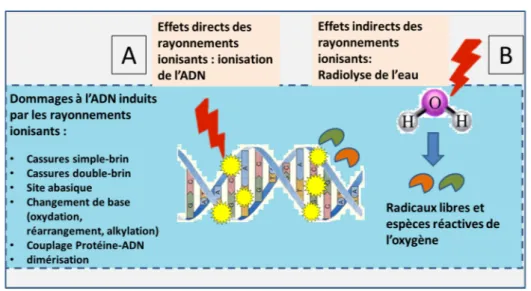 Figure 1 – Les rayonnements ionisants agissent sur les biomolécules soit directement (dépôt d’énergie direct sur la molécule) (A), soit indirectement, par l’intermédiaire des radicaux libres ou des espèces actives de l’oxygène provenant de la radiolyse de 