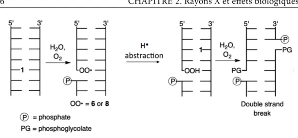 Figure 2.4 – Mécanisme proposé pour la formation d’une CDB en partant d’un événement unique d’oxydation, le radical OH • ayant créé en premier un radical en position C4’ (indiqué par 1), qui est ensuite transféré d’une hélice à l’autre, assisté par la prés