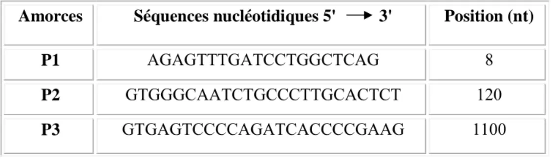 Tableau 1: Séquences nucléotidiques et positionnement des amorces P1, P2, P3 et P4   sur les gènes ARNr16S (Mehling et al, 1995)