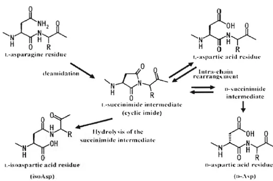 Figure  1.1  Formation, hydrolyse et racémisation de  la  molécule  L-succinimide  (Tirée de  Furuchi  et  Homma,  2007) 