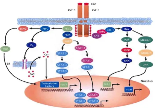 Figure  1.6  Voies  de signalisation sous  le  contrôle du  récepteur EGF  (Tirée de  www.sigmaaldrich.com) 