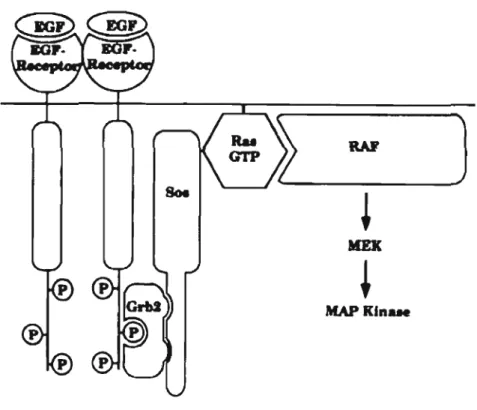 Figure 1.7  Activation de  Ras  par  la  dimérisation du  récepteur tyrosine  kinase  (Tirée de  Margolis  et Skolnik,  1994) 