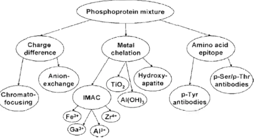 Figure  1.9  Stratégies  protéomiques de type  chromatographique  permettant l'enrichissement des  phosphoprotéines (Tirée de Schmidt, Schweikart et  Andersson, 2007) 