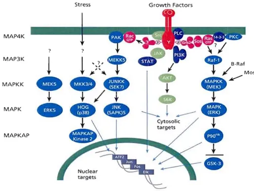 Figure  UO  Voie de  signalisation  des  MAPK  (Mitogen-activated protein  kinases)  (Tirée  de  www.sigmaaldrich.com) 