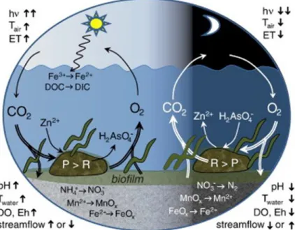 Figure  1.  Cycles  biogéochimiques  simplifiés  en  milieu  aquatique  du  carbone,  de  l‘azote,  du  fer,  du  manganèse ainsi que d’un métal divalent (ici Zn) et d’un oxo-anion (ici As)
