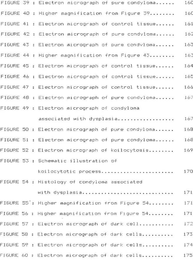 FIGURE  FIGURE  FIGURE  FIBURE  FIGURE  FIGURE  FIGURE  FIGURE  FIGURE  FIGURE  FIGURE FIGURE FIGURE FIGURE FIGURE FIGURE FIGURE FIGURE FIGURE  FIGURE  FIGURE  FIGURE XIPage39Electron micrograph ofp u