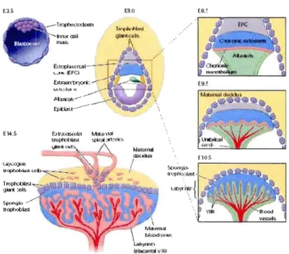 Figure  1.4  Développement  des  structures  formant  le  placenta  de  la  souris  [30]